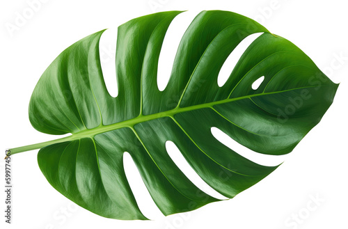 Monstera green tropical leaf close-up  Generative AI