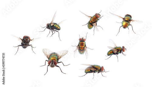 set of housefly insect flying on white background.