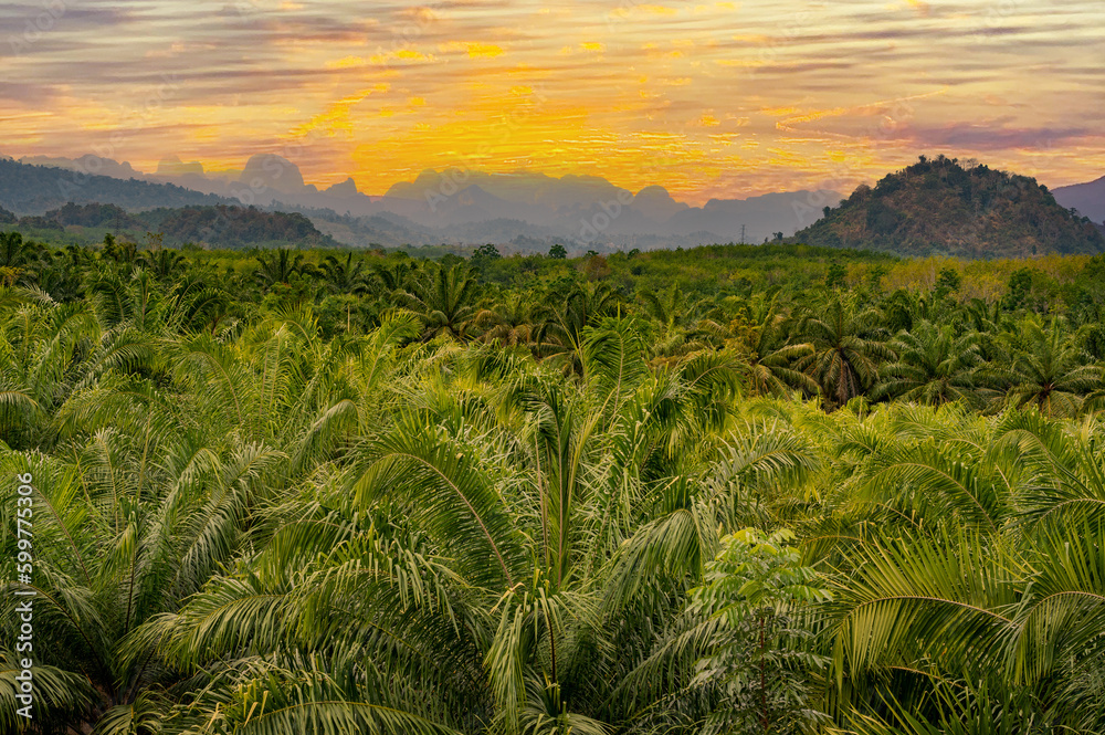 rainforest Jungle at sunset. Landscape sunset nature palm tree on sunrise mountain background. Majestic landscape
