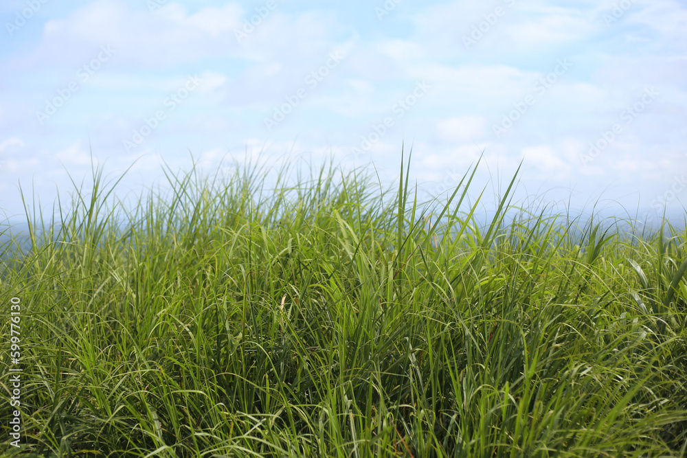 Fototapeta premium green grass and blue sky