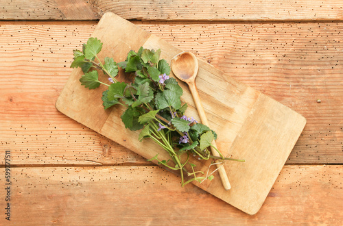 Gundermann Gundelrebe Wildkräuter Heilkräuter sammeln Tee