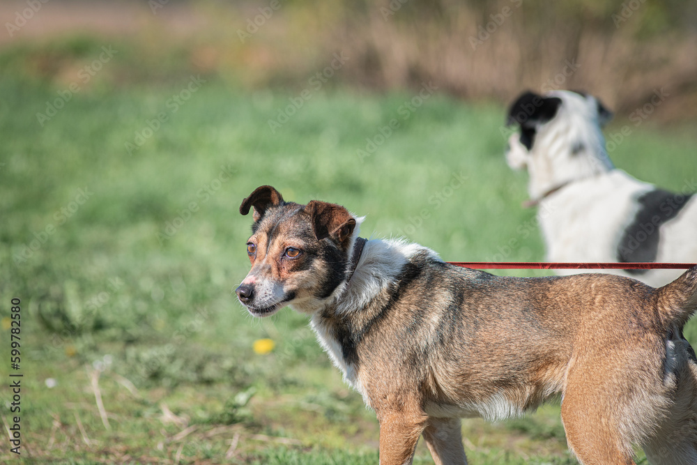 Two dogs playing merrily in the field, on a sunny afternoon. Two dogs playing merrily in the field, on a sunny afternoon.
