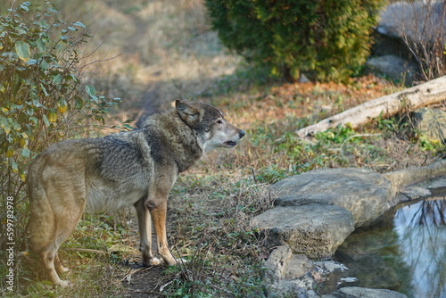                                                                                                             common wolf   canis lupus                                                                     