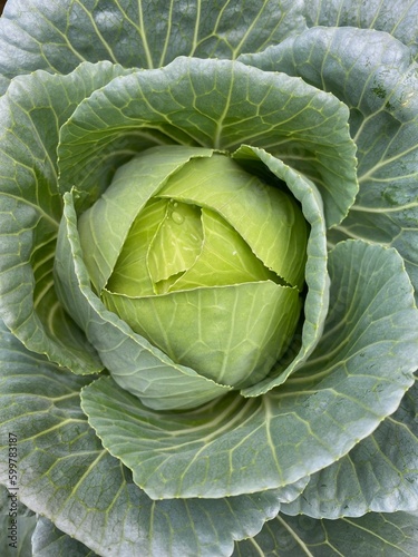 head of cabbage