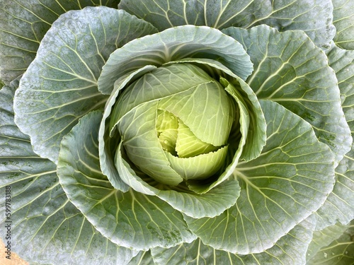head of cabbage