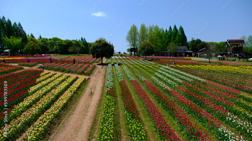 日本の高原にある観光地の広大なチューリップ畑に咲く赤や黄色や白やピンクのチューリップ