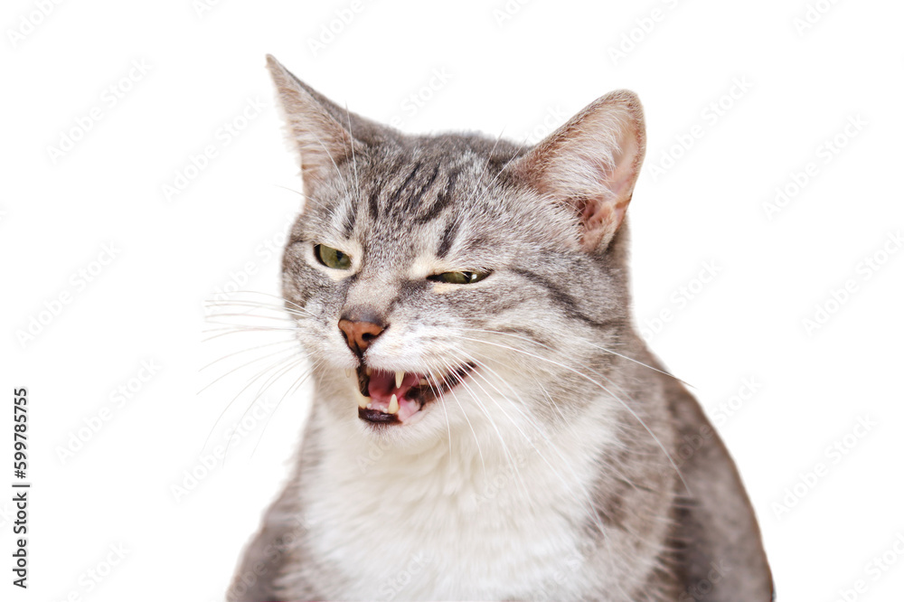 A sly cat sits, isolated on a white background. Portrait of an adult pet