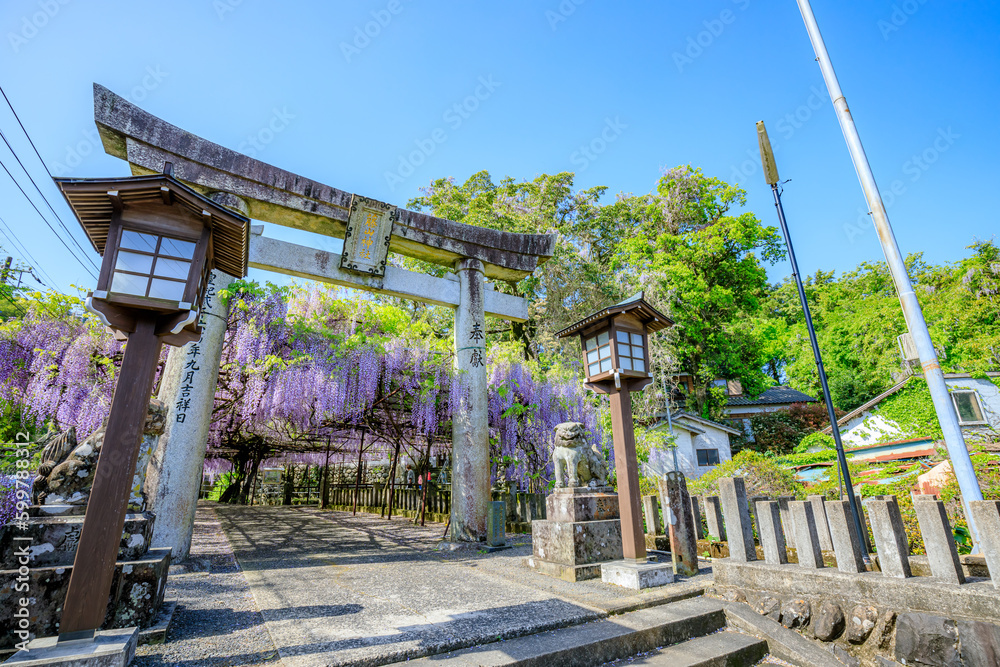 春の藤山神社 藤の花 長崎県佐世保市 Fujiyama Shrine in spring. Nagasaki Pref, Sasebo city. 春の藤山神社 藤の花 長崎県佐世保市 Fujiyama Shrine in spring. Nagasaki Pref, Sasebo city.