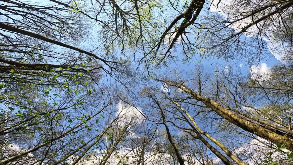 Trees and sky.Crowns of trees against the sky. View of the treetops in the forest in early spring.