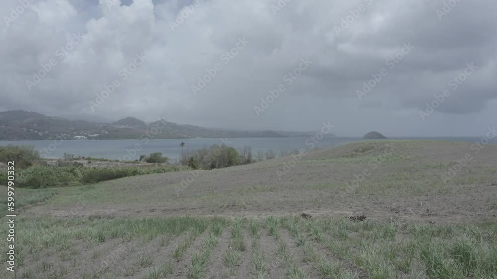 La vue de drone de très basse altitude capture un champ où les plantes de canne à sucre repoussent, avec la vaste mer sereine en arrière-plan, mélangeant les éléments les plus fins de la nature.