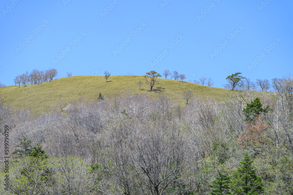 Obraz premium 笹原