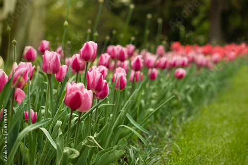 Fototapeta Naklejka Na Ścianę i Meble -  pink tulips, spring flowers