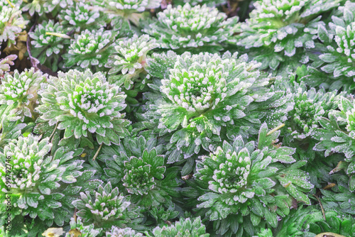Εκτύπωση καμβά Ground cover perennial creeping plant - saxifrage Arendsa Rosea on a cool morning day
