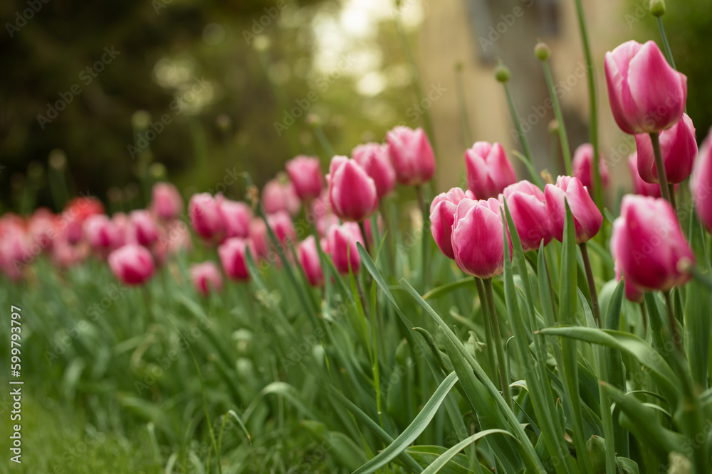 różowe tulipany, wiosenne kwiaty	 - obrazy, fototapety, plakaty 