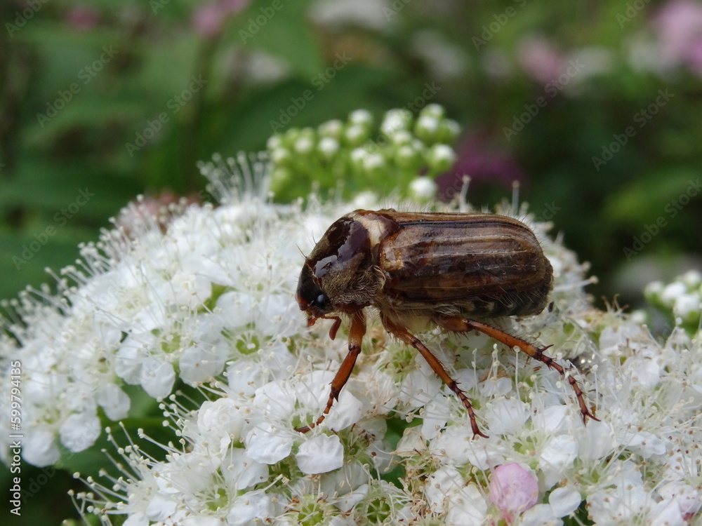 Fototapeta premium Amphimallon solstitiale, also known as the summer chafer or European june beetle sitting on a white flowers.
