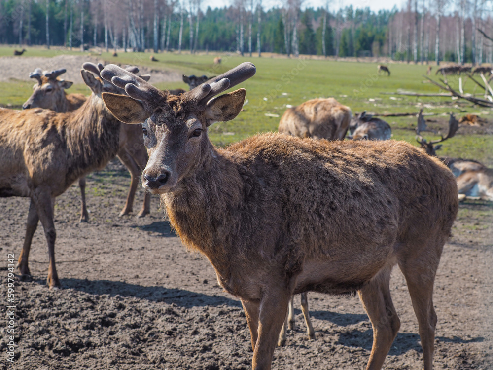Red deer, fallow deer and mouflon in enclosures. Spring in nature, animals change their coats and deer grow new antlers.