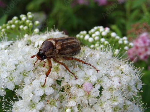 Amphimallon solstitiale, also known as the summer chafer or European june beetle sitting on a white flowers.