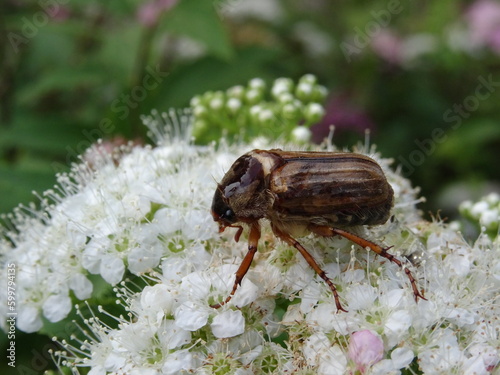 Amphimallon solstitiale, also known as the summer chafer or European june beetle sitting on a white flowers.