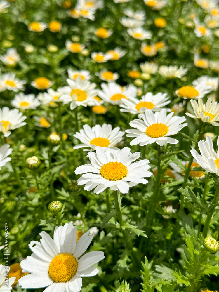 Fototapeta premium Daisy flower. Bellis perennis. Daisy flowers background. spring and summer chamomile flowers.