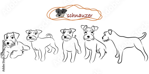 Fototapeta Naklejka Na Ścianę i Meble -  Cute Miniature schnauzer dogs doodles.Hand drawn vector illustration on white back ground.