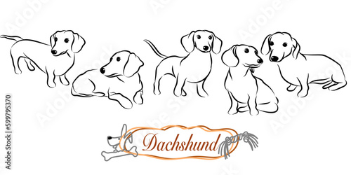 Dachshund doodle illustration,dog poses,dog breed,dachshund in action.Handdrawn illustration on white background.