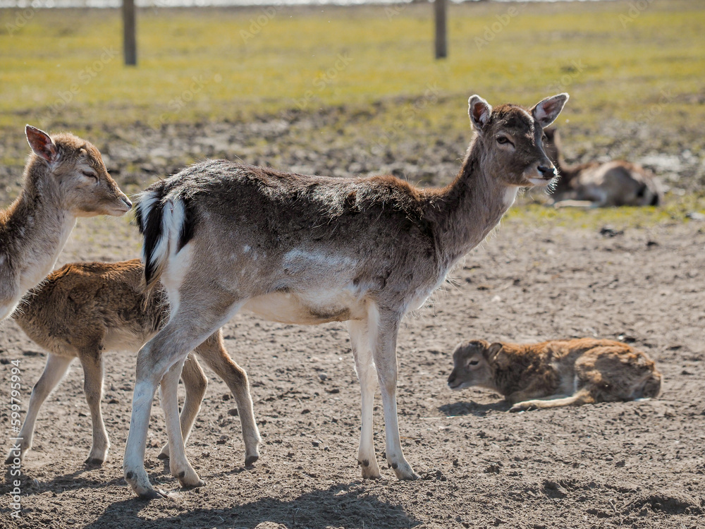 Red deer, fallow deer and mouflon in enclosures. Spring in nature, animals change their coats and deer grow new antlers. Red deer, fallow deer and mouflon in enclosures. Spring in nature, animals change their coats and deer grow new antlers.