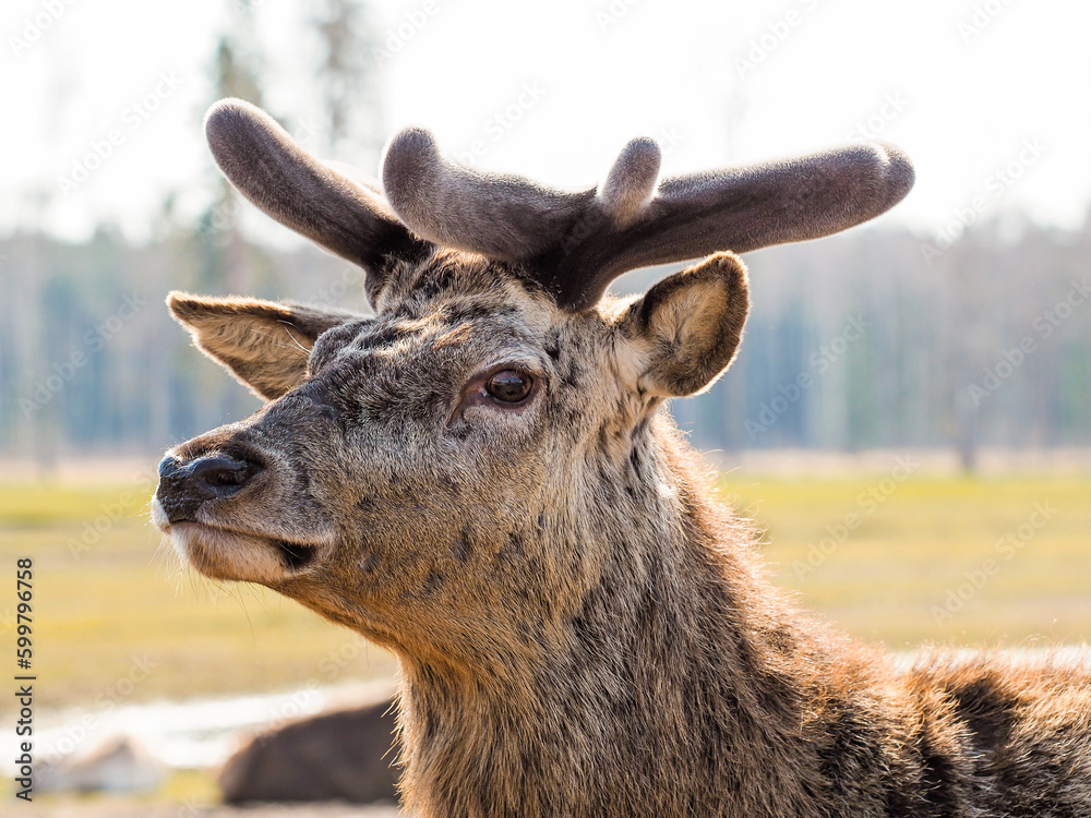 Fototapeta premium Red deer, fallow deer and mouflon in enclosures. Spring in nature, animals change their coats and deer grow new antlers.