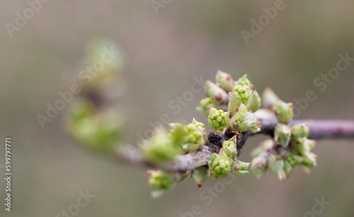 budding buds on a tree branch in early spring macro. Early spring, a twig on a blurred background. The first spring greens. High quality photo