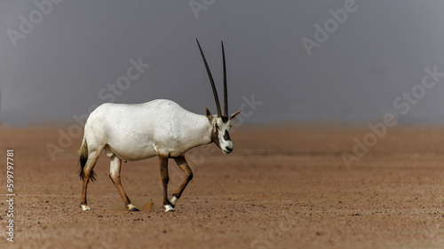 This is the national animal of United Arab Emirates. The picture of Arabian Oryx was shot in the Al Qudra Desert, Dubai.  photo