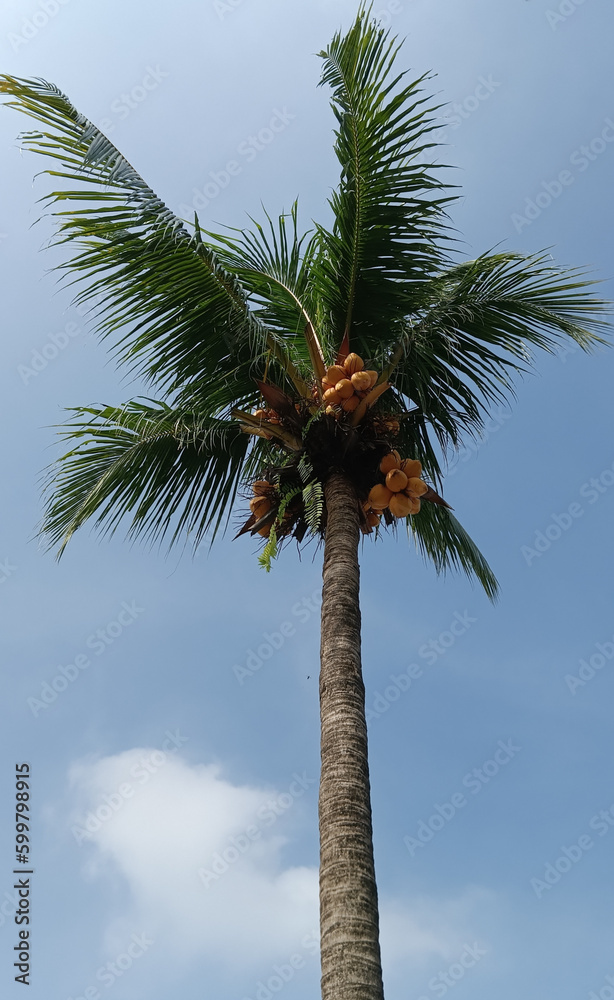 An artistic and beautiful coconut tree in the daylight against the blue sky An artistic and beautiful coconut tree in the daylight against the blue sky