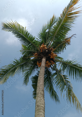 An artistic and beautiful coconut tree in the daylight against the blue sky