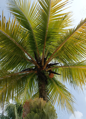 An artistic and beautiful coconut tree in the daylight against the blue sky