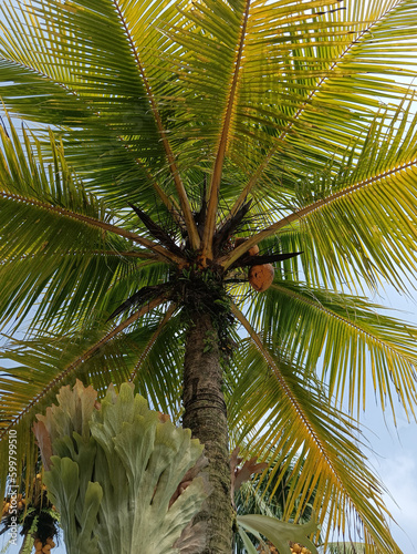 An artistic and beautiful coconut tree in the daylight against the blue sky