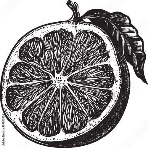 grapefruit vector drawing in black and white