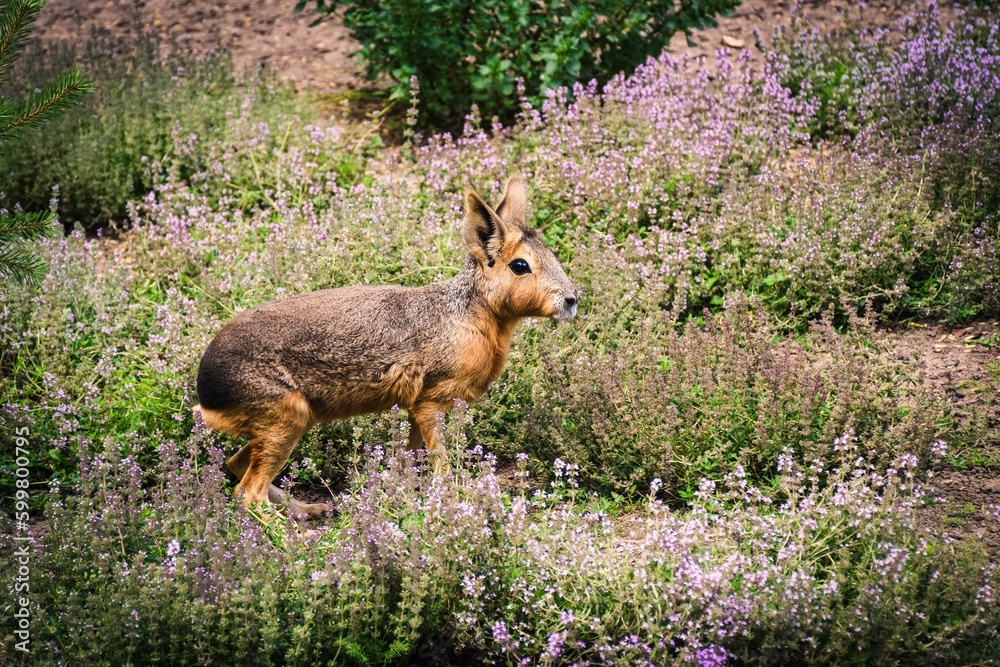 Lovely Patagonian Mara among green grasses. Dolichotis patagonum with blurred green background.