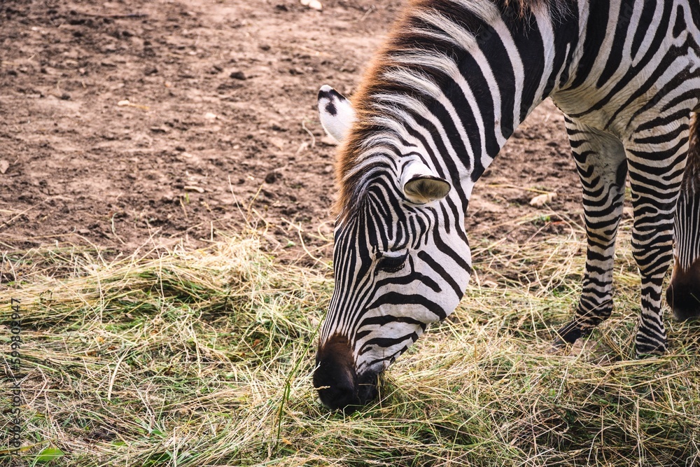Cute zebra in nature. Black and white striped animals on green grass.
Cute zebra in nature. Black and white striped animals on green grass.