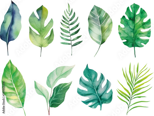 Tropical leaf set. Vector illustration watercolor collection