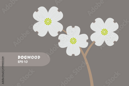 dogwood flower design vector flat isolated illustration