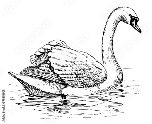 Fototapeta Naklejka Na Ścianę i Meble -  Wild swan animal 