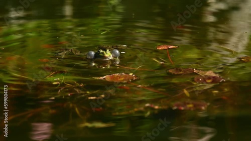 Frog crying in water. European common frog. Pelophylax lessonae calling with inflated vocal sac. Breeding male pool frog. Marsh Frog. Real time.