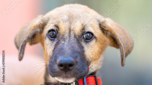 A portrait of a dog looking straight at you, on a colorful blurred background outdoors.