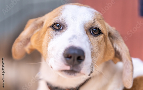 a closeup on a cute puppy with long ears © Eyal Eckhaus