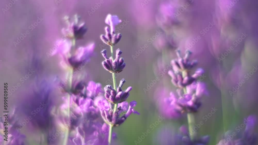 Blooming lavender in a field at sunset. Provence, France. Close up. Selective focus. Slow motion. Lavender flower spring background with beautiful purple colors and bokeh lights. Blooming lavender in a field at sunset. Provence, France. Close up. Selective focus. Slow motion. Lavender flower spring background with beautiful purple colors and bokeh lights.