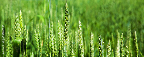Ears of green wheat, close-up. Rich harvest idea, harvest time concept.