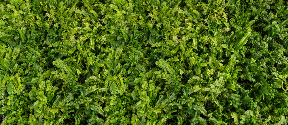 Green Fern wall. Background green plants