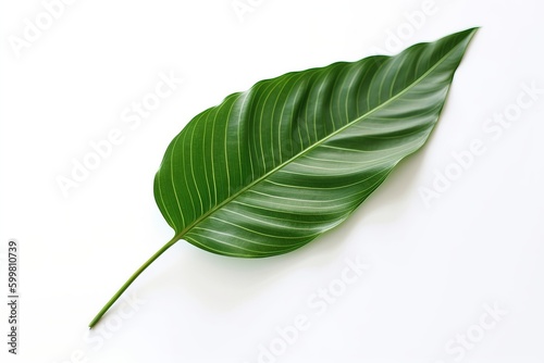 A leaf with a white background