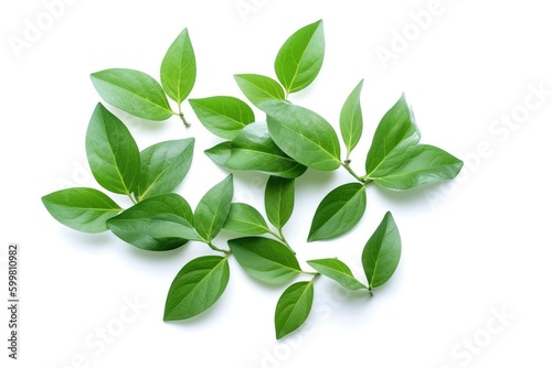 Leaves with a white background