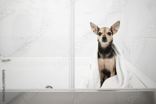 dog in the shower,bathing pet,cute little dog In the towel © yta