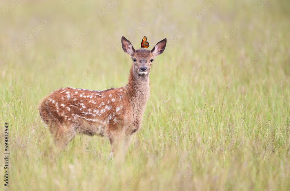 Cute Red deer calf with a butterfly on a head Cute Red deer calf with a butterfly on a head