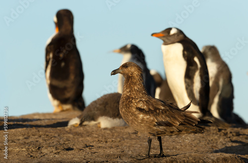 Falkland skua waiting to steal a penguin chick near gentoo penguin colony